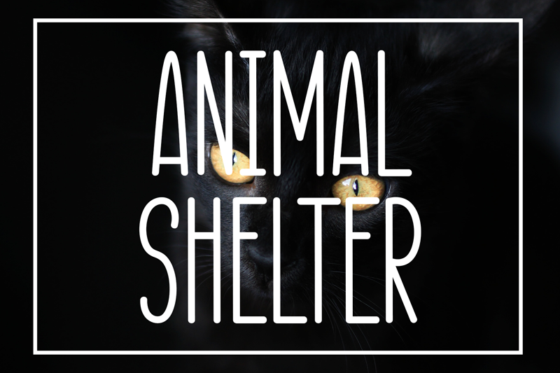 Animal Shelter