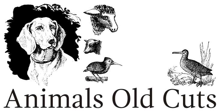 Animals Old Cuts