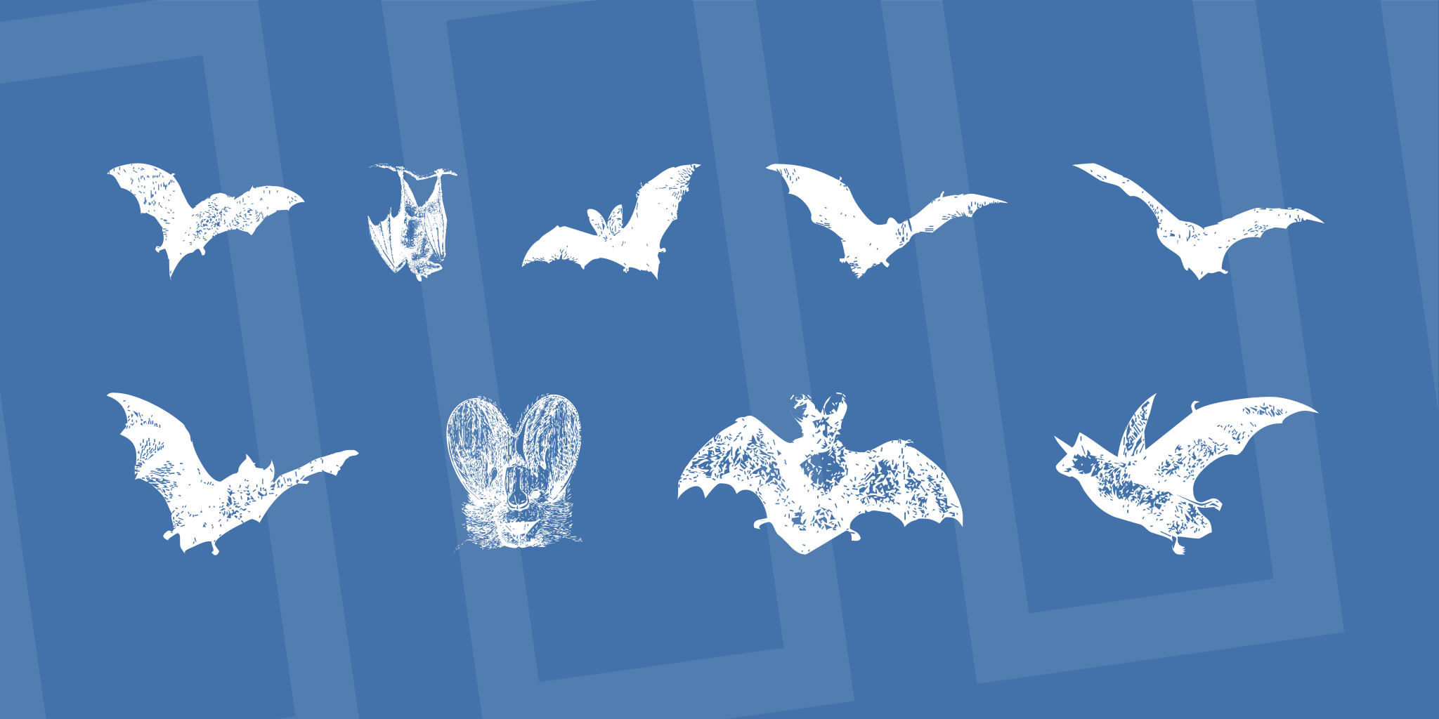 Bat Bats