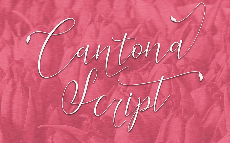 Cantona Script