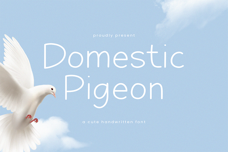 Domestic Pigeon