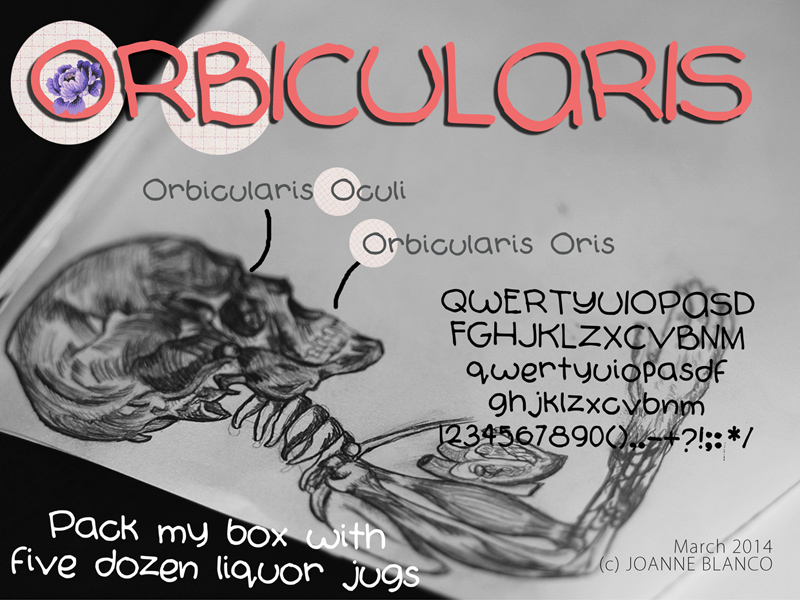 Orbicularis