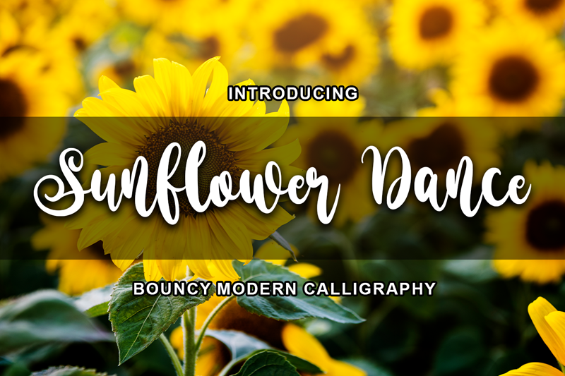 Sunflower Dance