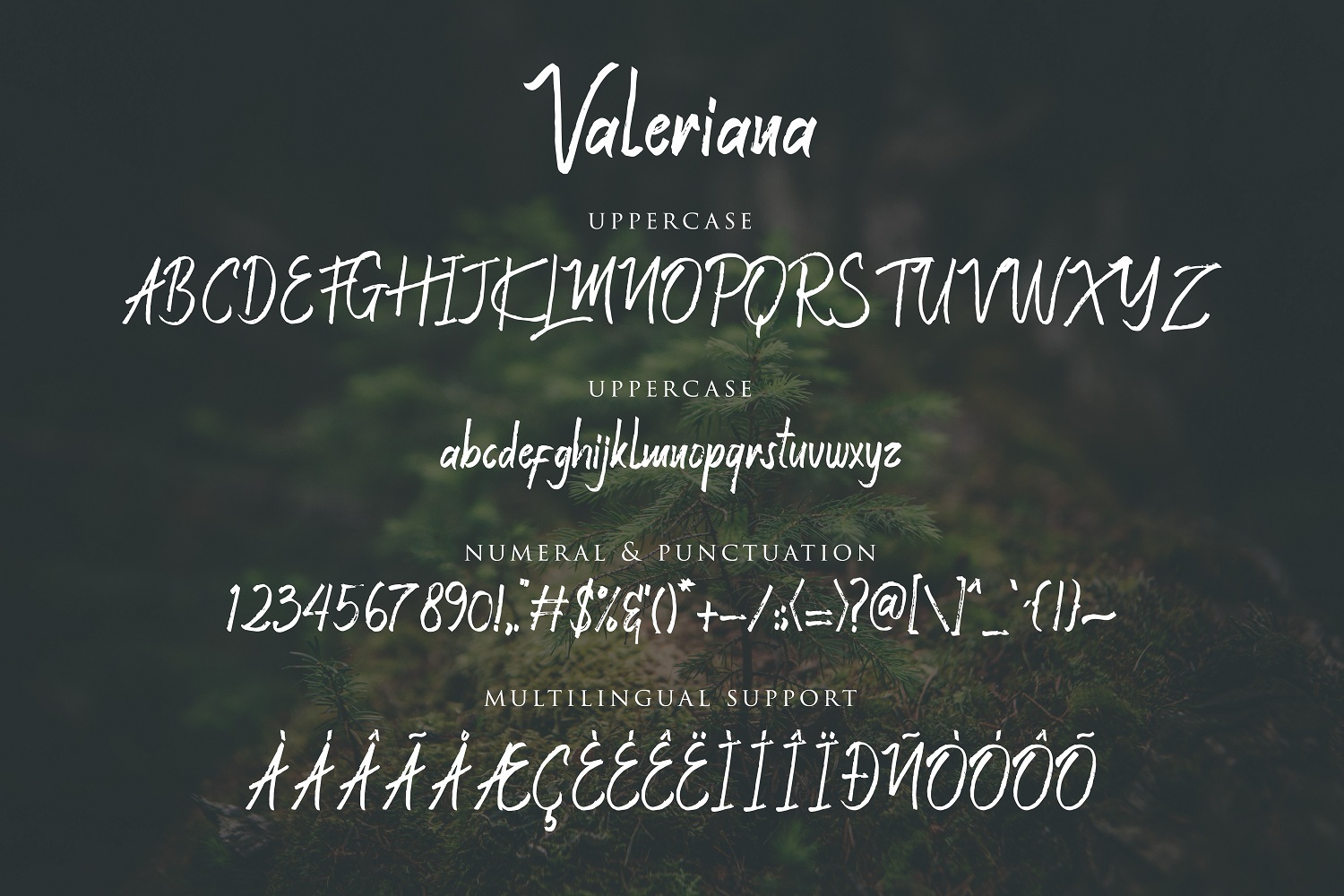 Valeriana 